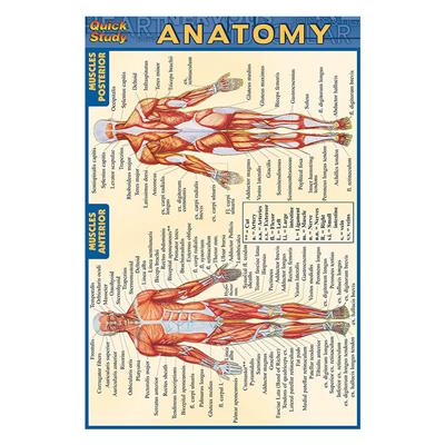 Quick Study-Anatomy - 5 Pack